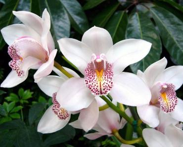 Орхидеи: виды, описание сортов с фото, особенности каждого цветка