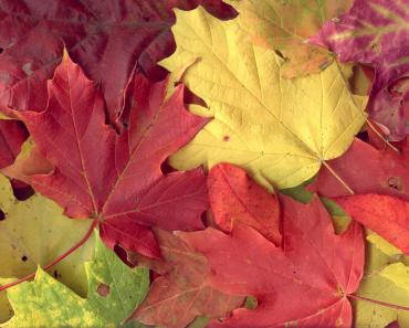 Как выглядят листья деревье в осеннюю пору?